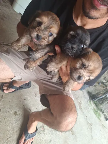 Filhotes de poodle com maltês