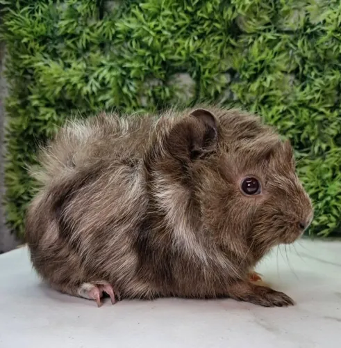 Porquinho da india