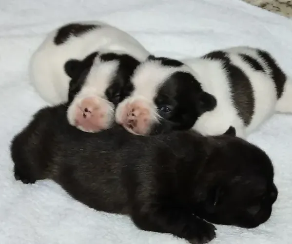Bulldog frances companheiro para apartamento