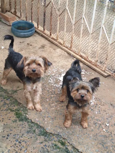 cachorros Yorkshire 