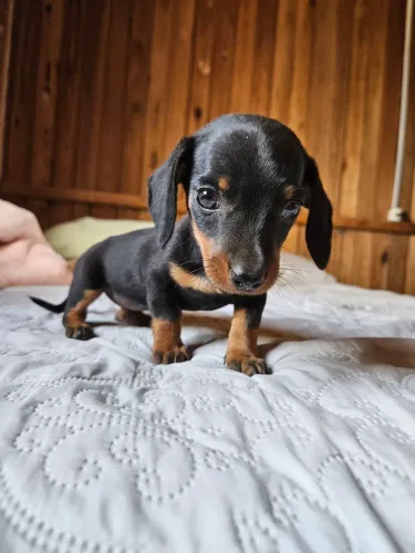 Filhote Dachshund Salsichinha Fêmea