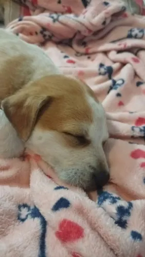 Adote essa linda princesa linda princesa
