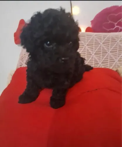 Poodle toy filhotes 650,00