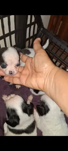 Chihuahua branco/preto macho promoção