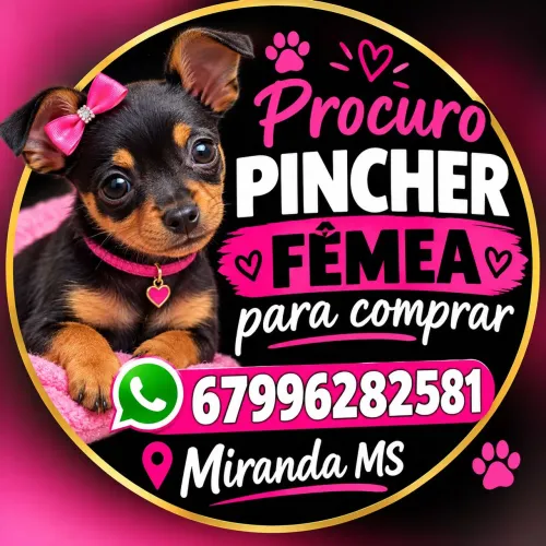 Pincher fêmea