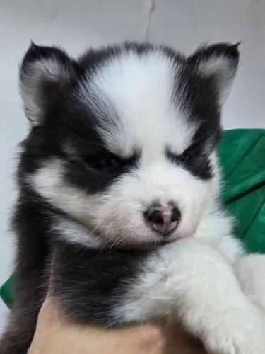 Husky Siberiano