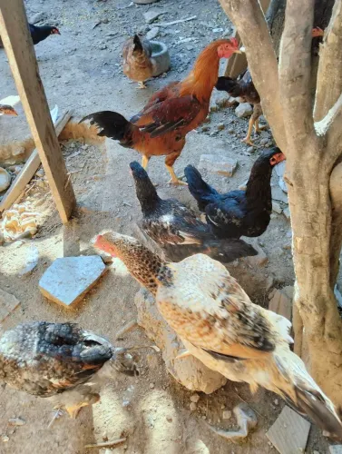 Galinha frango caipira e ovo 