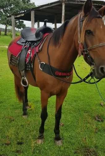 Cavalo 5.000 chame *