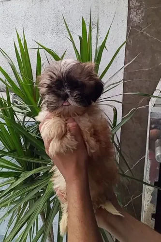 Oportunidade Shih-tzu Macho