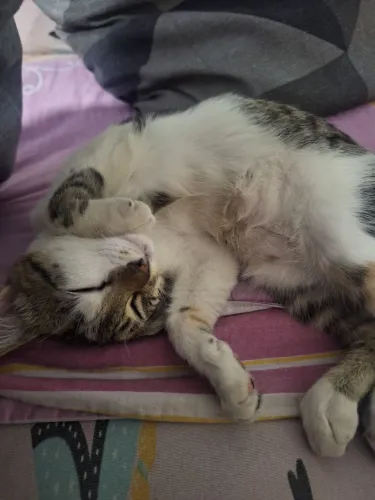 Doa-se gatos