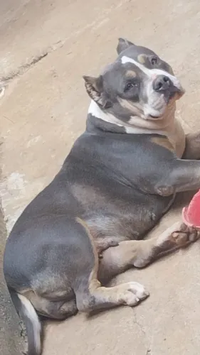 Fêmea de American bully
