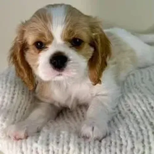 Cavalier King Charles Spaniel,Cavalier King Charles Spaniel Filhote Saudável Excelente Com
