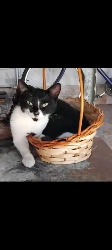 Doação de gata *** NÃO CASTRADA ***
