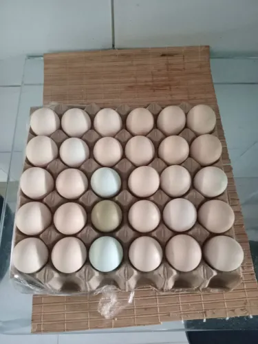 Ovos caipira orgânico
