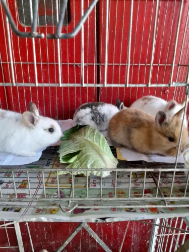 Coelhos filhotes