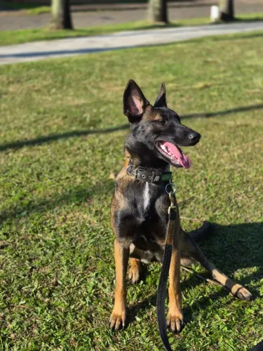 *** Pastor Belga Malinois Fêmea ***