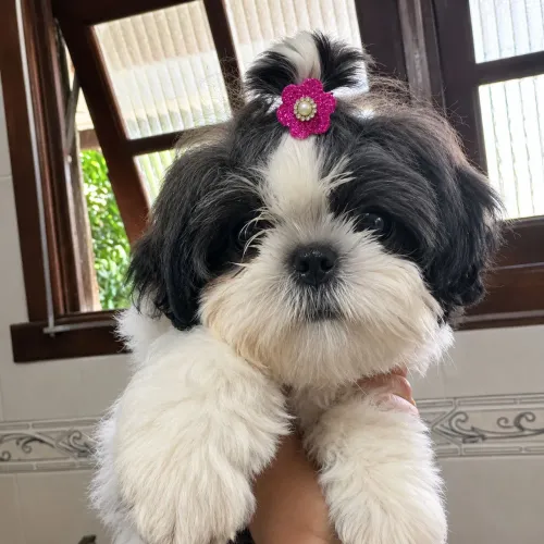 Shitzu fêmea completando 3 meses