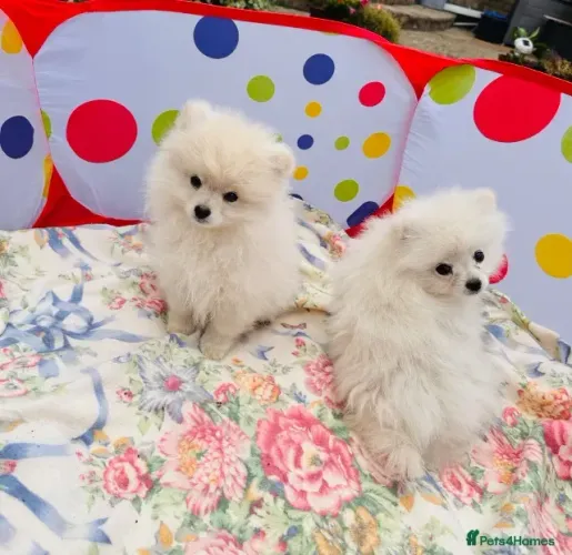 Filhotes charmoso e meigo Spitz Alemão/ Lulu da Pomerânia/ anão/ anãozinho