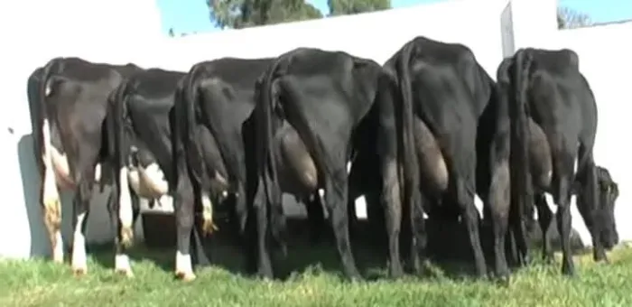 Vendas de vacas de alto padrão genético