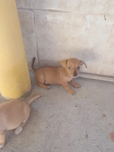 Pinscher