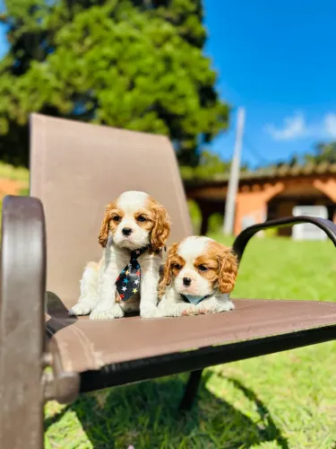 CAVALIER KING ALTO PADRÃO!!!
