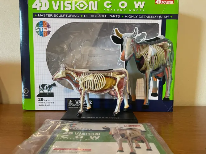 Modelo anatômico vaca