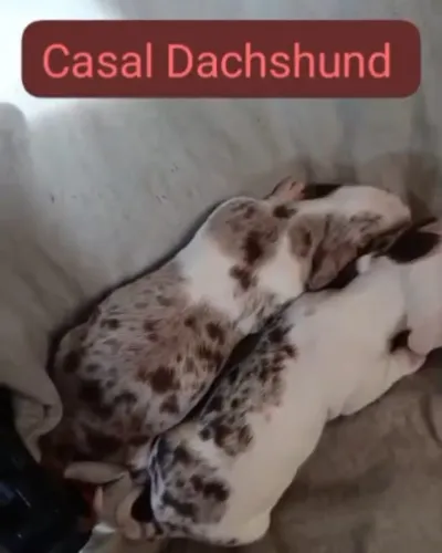 filhote cofap salsicha dachshund 