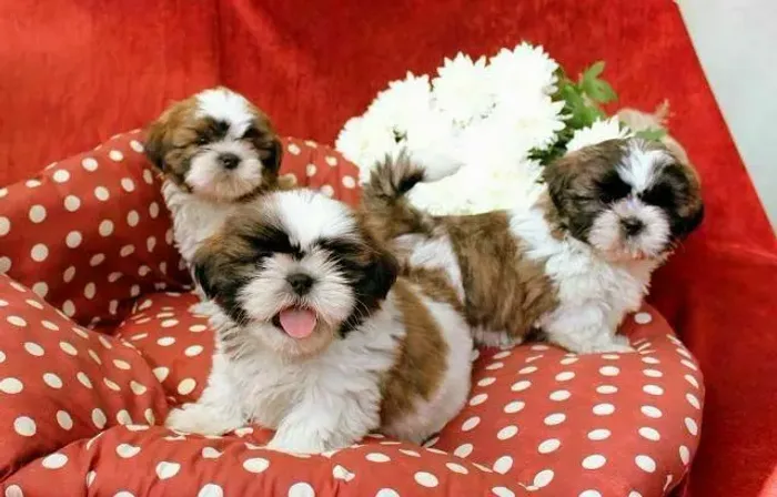 Mini Shih tzu