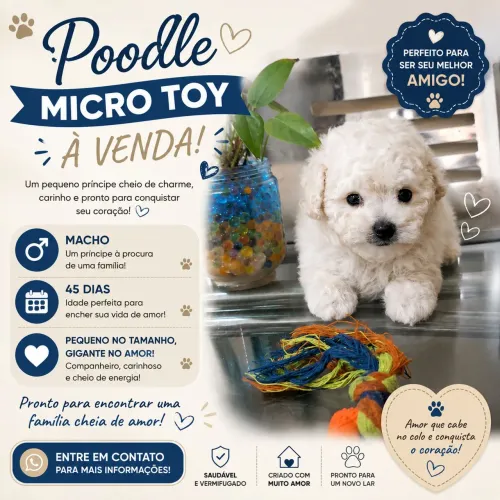 Filhote poodle microtoy macho