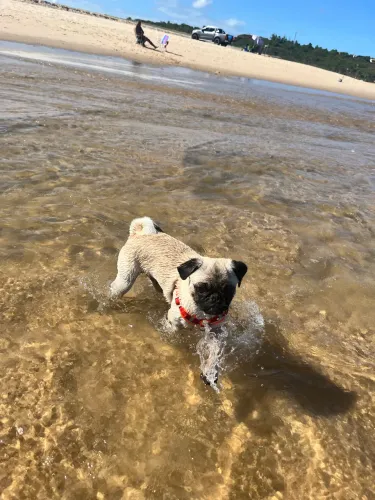 Pug macho procurando namorada