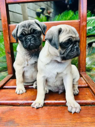 Filhote de Pug Macho