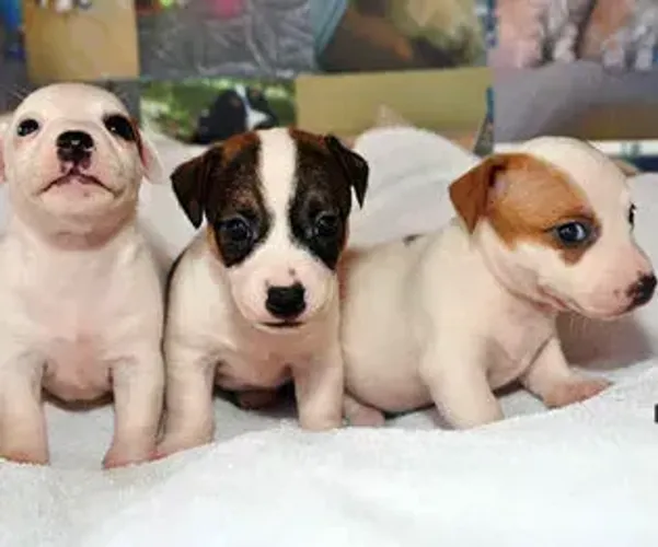 o filhote do mascara lindos jack russel  x fox 