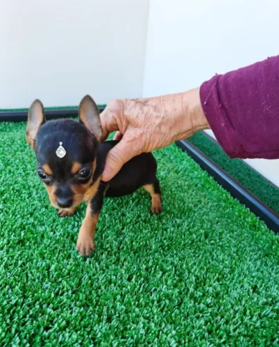 Filhotes de Pinscher Um Amor de Pet
