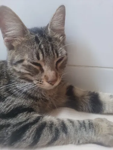 Doa-se gata filhote manhosa