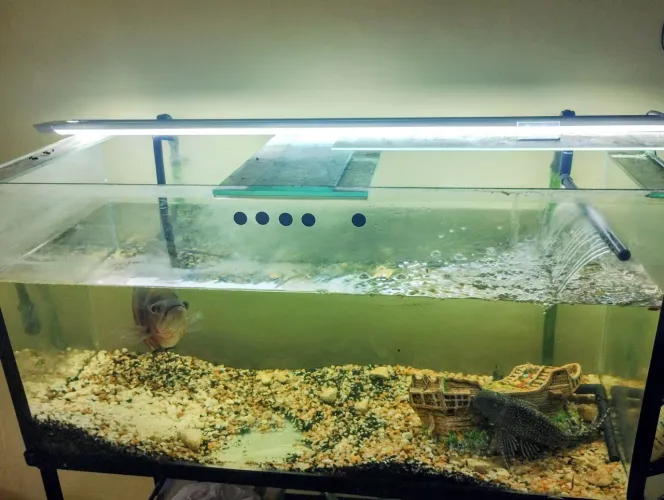 Aquário 200lt com base de rodinhas