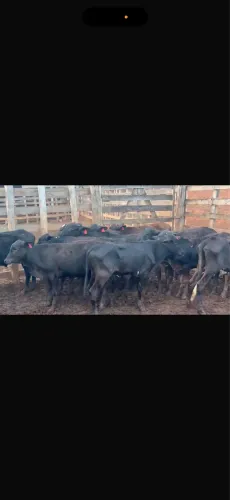 Bezerras girolanda de Minas