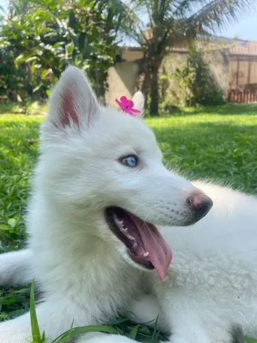 Vendo husky siberiano