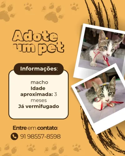 Gatinho de 4 meses para adoção