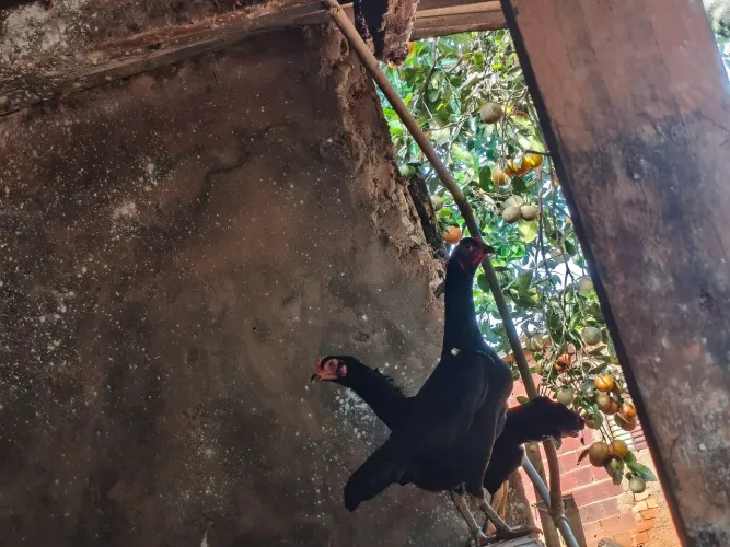 Lote galos e galinhas índios