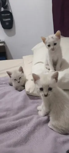 Gatinhos para doação