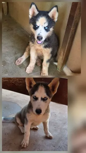 Vende se filhotes de cachorro Husky siberiano de 3 meses