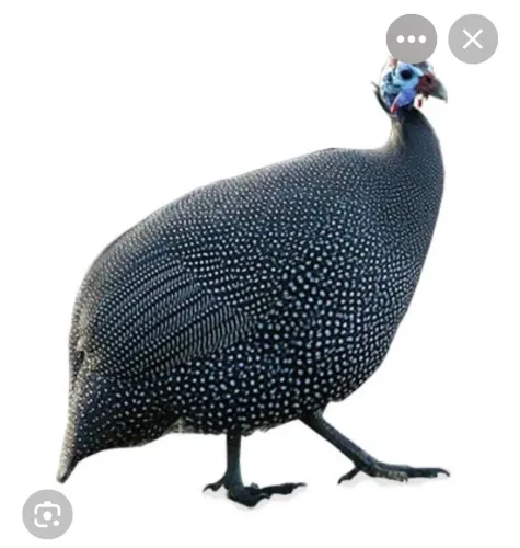 Galinha da Angola
