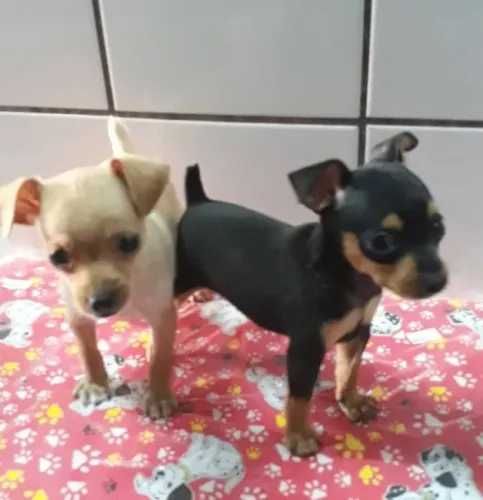 Chiuaua com pincher bem pequenos caminha brinde zap 85 99629.3794