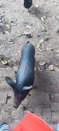 Vende-se leitoa 