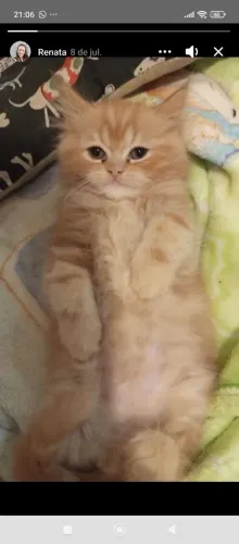 Gatos