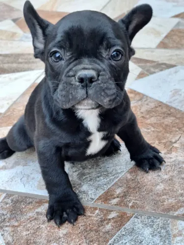 Buldogue francês vende-se ou troca .