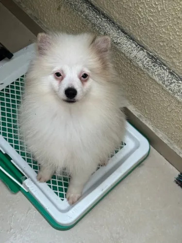 Vende-se filhote spitz alemão anão 