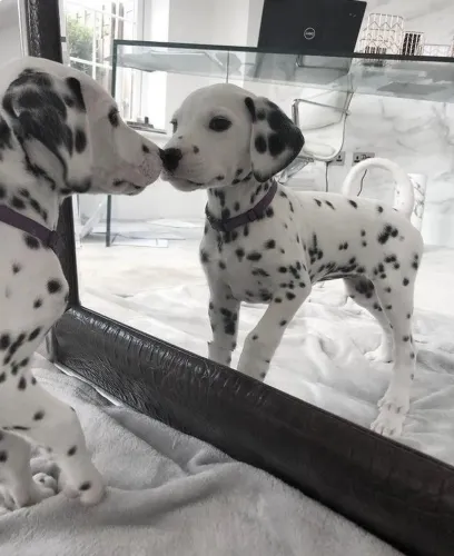 Filhotes De Dálmata - Esses Filhotes Podem Causar Amor A Primeira Vista 