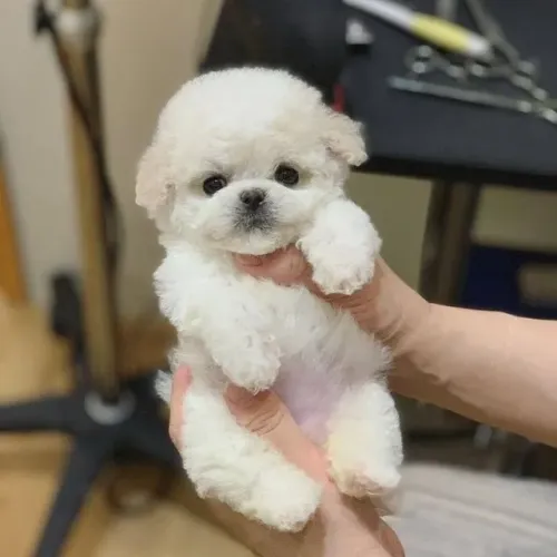 Pequeno, Elegante e Encantador - Poodle Branco