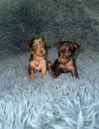 Pinscher  macho e fêmea  